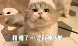 爆料小刚救助流浪猫视频,救助流浪猫，温暖冬日街头